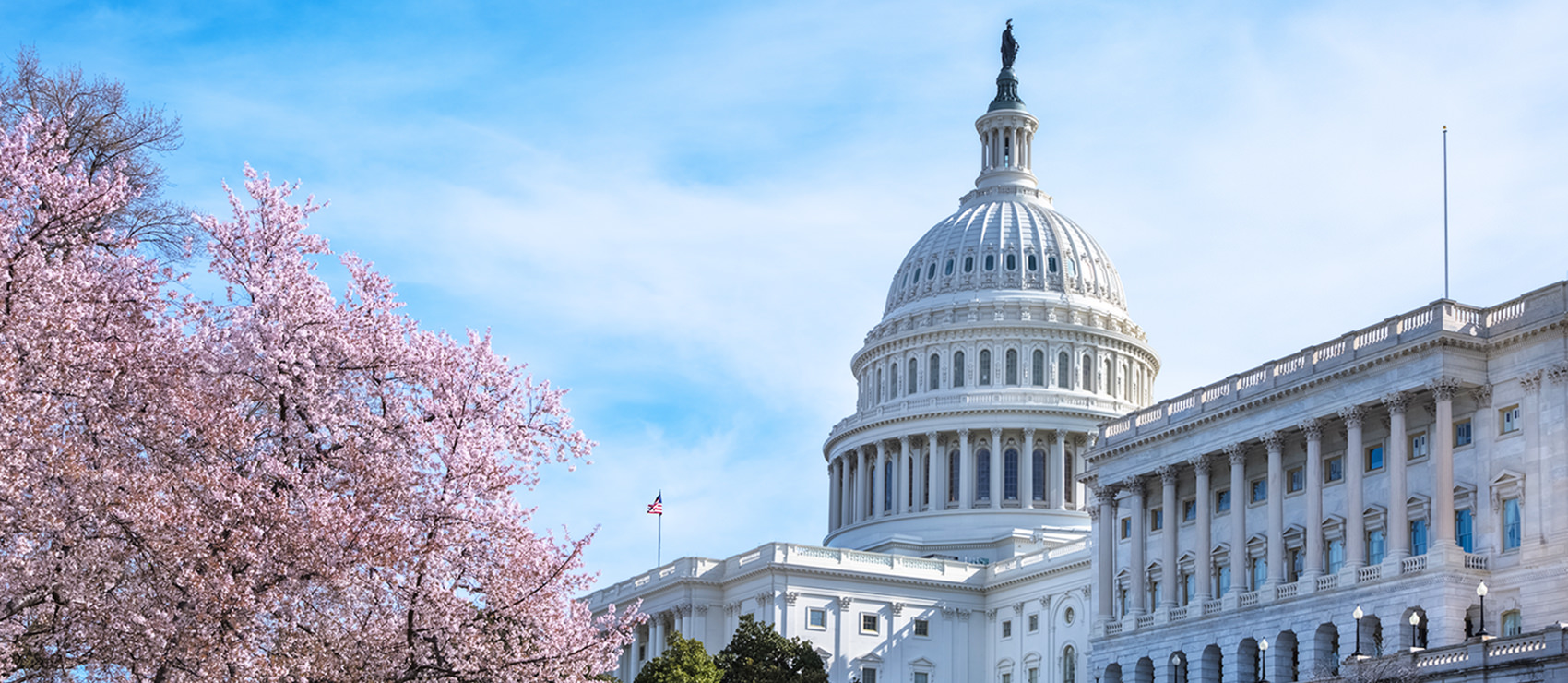 A view of the west facade of the United States Capitol in Washington DC.  The cherry blossoms are in full bloom under a blue sky with swirling white clouds.